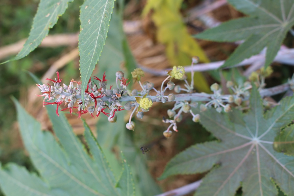 Ricinus communis L.